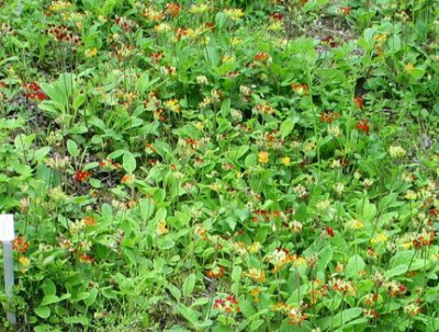 primula_veris-ax-bot.jpg