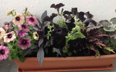 Blumenkasten_Petunien_1200x1200_80KB.jpg