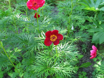 P.anomala-reinrot.jpg