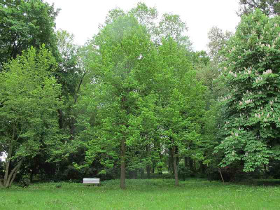 acuminata_Baum_20.5.13.jpg
