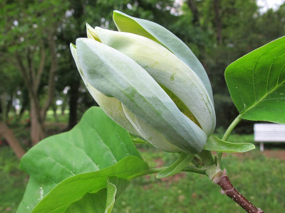 acuminata_Blute_20.5.13_ue.jpg
