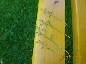 CIMG3859_verkl.02.JPG