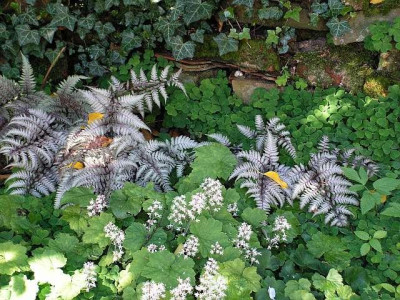 athyrium-silverfalls-0014.jpg