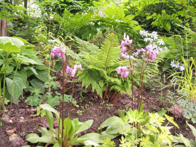 Polystycum_setiferum_pur.jpg