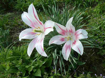 Tulipa_Marylin_P10606691.jpg