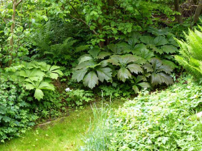 rodgersia-podophylla-0131.jpg