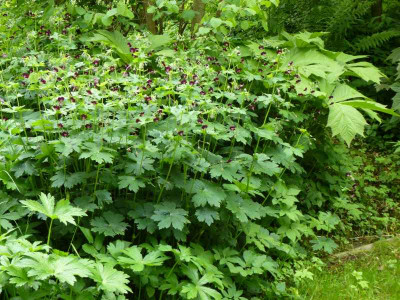 geranium-phaeum-0128.jpg