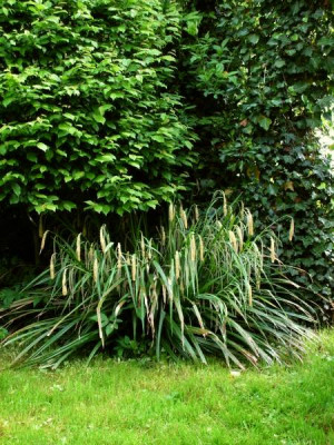 carex-pendula_0010.jpg