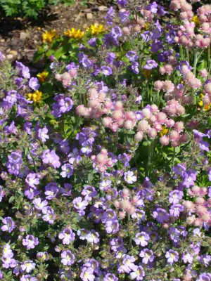 Chaenorhinum_origanifolium_2.jpg