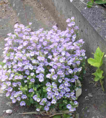 Chaenorhinum_origanifolium_1.jpg