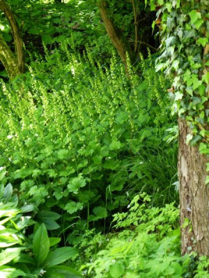 tellima-grandiflora-0150.jpg