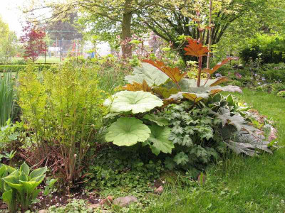 Osminda_Astilboides_Rheum_pur.jpg