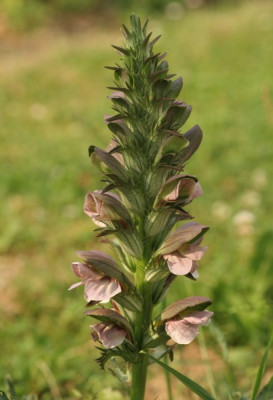 acanthus_mollis_2144.jpg
