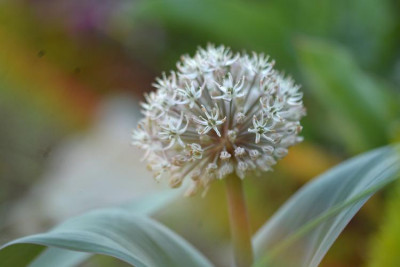 Allium_karataviense.jpg