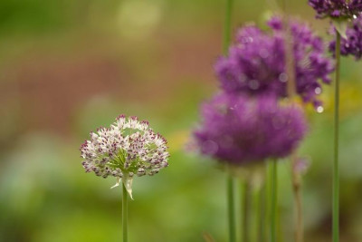 Allium_aflatunensis.jpg