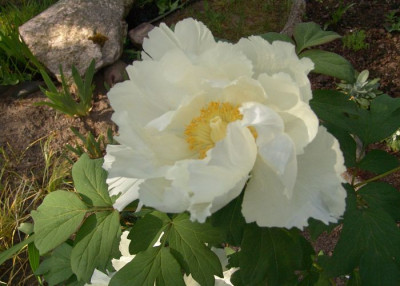 April_2008_072_KLEIN3.jpg