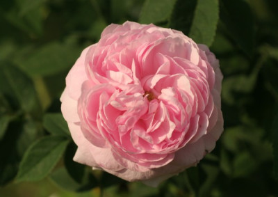 belle_sans_flatterie_2145.jpg