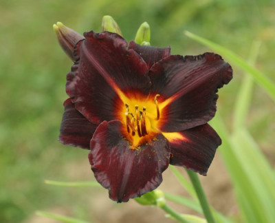 hemerocallis_ed_murray_2137.jpg
