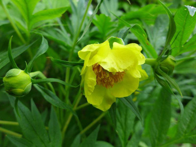 Paeonia_potaninii_var._trollioides_fars_2013.jpg