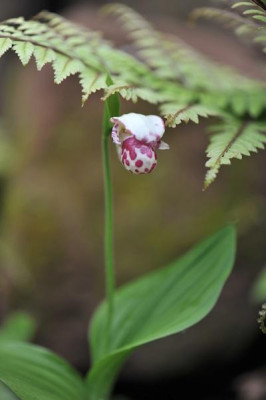 Cypripedium_guttatum_Mai.jpg