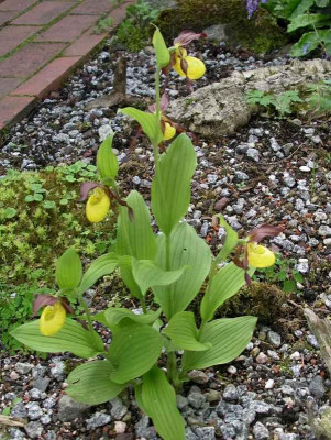 comp_Cypripedium_calceolus_18.05.13.jpg