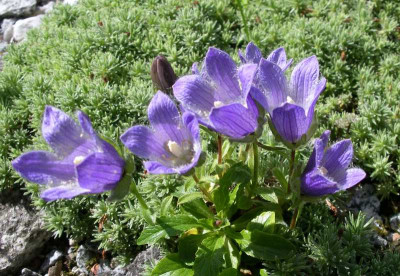 comp_Campanula_chamissonis_18.05.13.jpg