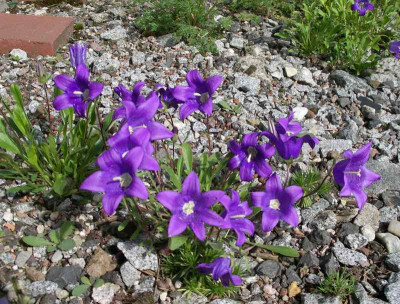comp_Campanula_saxifraga_21.05.13.jpg
