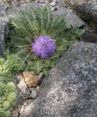 comp_Carduncellus_rhaponticoides_18.05.13.jpg