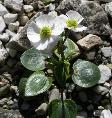 comp_Ranunculus_parnassifolius_18.05.13.jpg