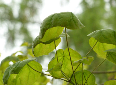 07Acer_Tharandt.JPG