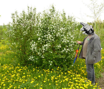 16Amelanchier_alnifolia.JPG
