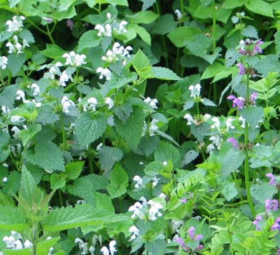 Lamium-maculatum-albino.jpg
