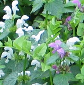 Lamium-maculatum-albino-aussch..jpg