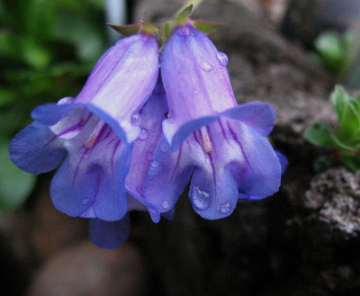 Penstemon_hallii__...__20.5.13._008.jpg