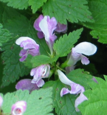 Lamium-maculatum-panaschiert.jpg