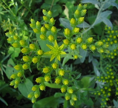 Sedum.jpg