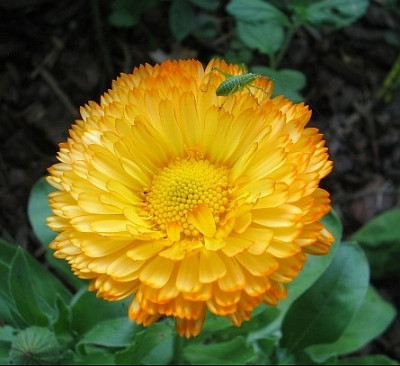 Calendulaschreck.jpg