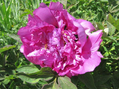 Paeonia_rockii_130521.jpg