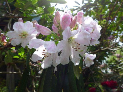 Rhododendron_fortunei_Houlstonii_fars_2013.jpg