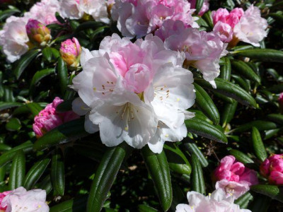Rhododendron_yakushimanum_FCC-form_fars_2013.jpg