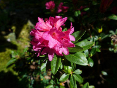 Rhododendron_ferrugineum_fars_2013.jpg