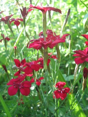 dianthus_deltoides.jpg