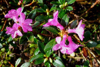 Rhododendron_myrtifolium_fars_2013.jpg