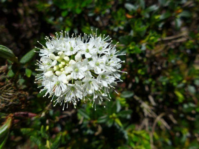 Rhododendron_tomentosum_fars_2013.jpg