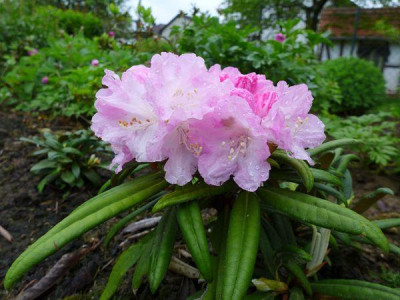 Rhododendron_yakushimanum-Samling_3_fars_2013.jpg