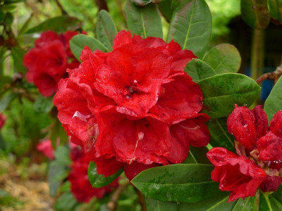 Rhododendron-Hybride_unbekannter_Herkunft_fars_2013.jpg