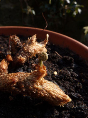 Davallia_canariensis_fars_2013.jpg