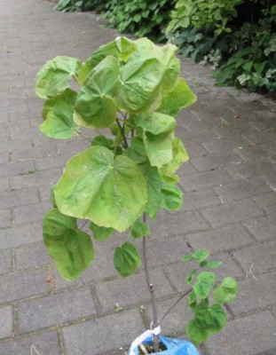 Acer_platanoides_Tharandt_130522.jpg