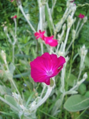 Lychnis_1.jpg