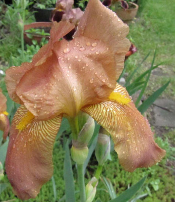 Iris_Prairie_Sunset_130522.jpg